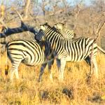 zebra group in kruger